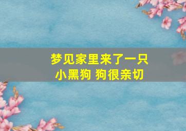 梦见家里来了一只小黑狗 狗很亲切